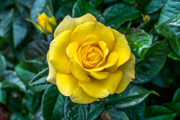 Yellow rose called Glenfiddich.