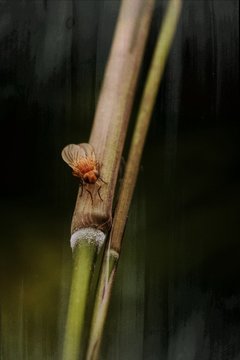 Fly resting on reed