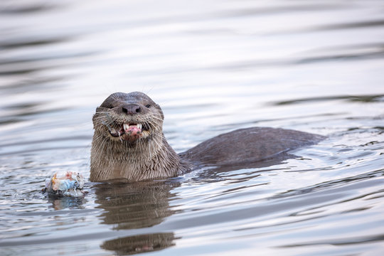 Otter having a meal