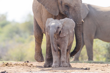 Animals in Madikwe South Africa