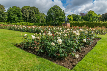 Fototapeta na wymiar White roses in Hazlehead.