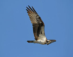 Osprey