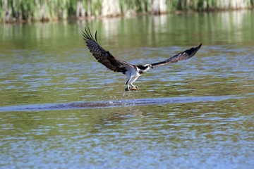 Osprey