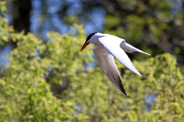 Caspian Tern