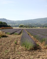 champs de lavande en Provence dans le Vaucluse