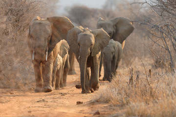 Fototapeta na wymiar Animals in Madikwe South Africa