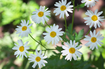 blooming chamomile flowers close up