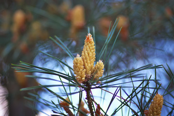 Pine kidney.  Kidney coniferous tree close-up.