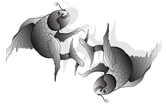 illustration of koi carp, fish.