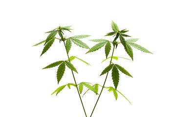 Fototapeta premium Marijuana plant. female