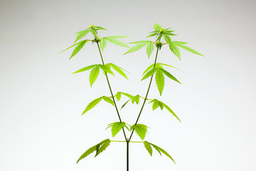 Fototapeta na wymiar Marijuana plant. female