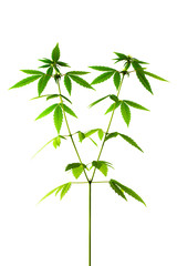 Marijuana plant. female