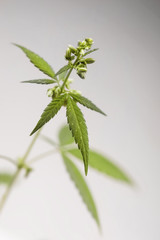 Marijuana plant. male