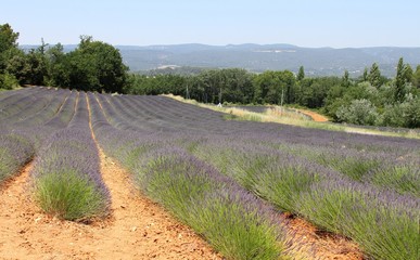 champs de lavande en Provence dans le Vaucluse