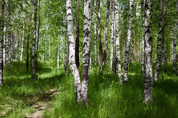 Birch forest on sunny day
