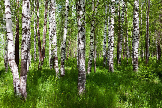 Fototapeta Birch forest on sunny day