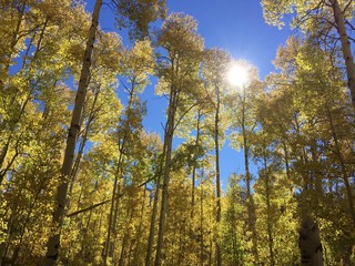 Aspens