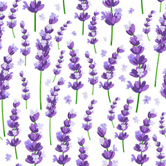 Bezszwowy wzór Provence fiołkowa lawenda kwitnie na białym tle. Ilustracji wektorowych. - 161882931