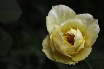 Yellow Rose
