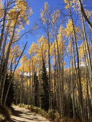 Mountain Aspens