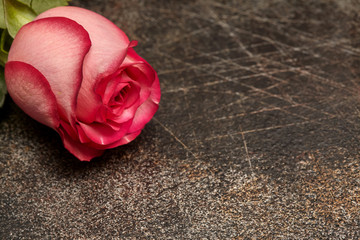 One beautiful pink rose on brown background