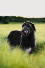 Irish Wolfhound standing in wheat field at sunset