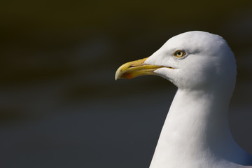 Herring gull (Larus argentatus) head in close up profile with copy space.