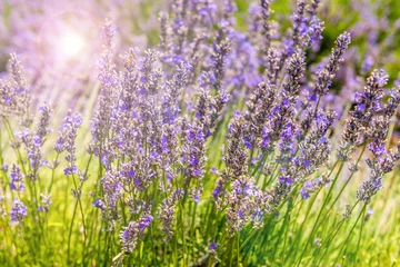 Fotobehang Lavendel Lavendel in de Provence  © FredP
