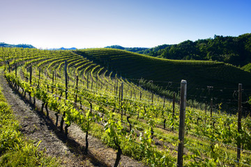 Fototapeta na wymiar View of vineyards and woods in the morning light