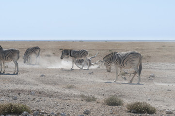Obraz na płótnie Canvas Group of zebras / Herd of zebras running in the dry season in the dust, Etosha National Park.