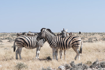 Fototapeta na wymiar Group of zebras / Herd of zebras, young animal looking at camera, Etosha National Park.