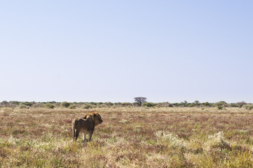 Lion / Lion walks through the savannah in Etosha National Park.