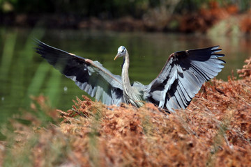 Great Blue Heron