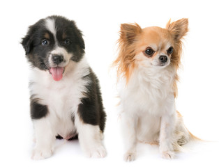 australian shepherd dog and chihuahua