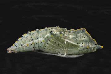 Pupa of the garden pest the Cabbage White butterfly.