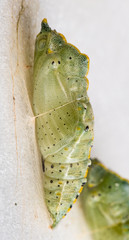 Pupa of the garden pest the Cabbage White butterfly.