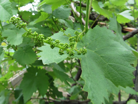 First buds on white mulberry tree ( Morus alba ) . Tuscany, Italy