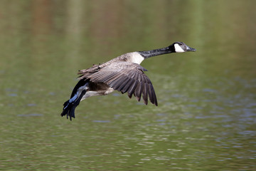 Canada Goose