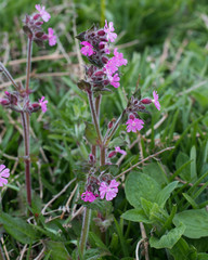 Two flowerheads, of the Red Campion, Silene dioica, the flowers are axtually pink and deeply indented.  Drops of dew can be seen on the hairy flower stems and petals.