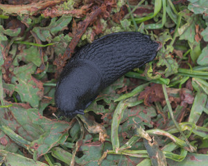 Large Black Slug Arion ater