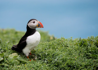 Single puffin on wet grass, Skomer Island, Wales