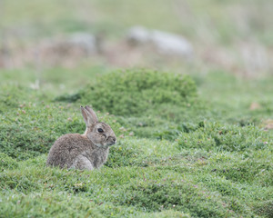 Naklejka na ściany i meble One of thousands of wild rabbits on Skomer Island, Pembrokeshire, Wales. On the dew wet green grass near her burrow