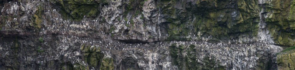Cliff nesting site panorama of the Guillemots, Skomer, Wales
