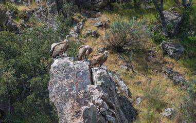 Griffon Vultures nesting in Spring in Monfrague National Park, Extremadura, Spain