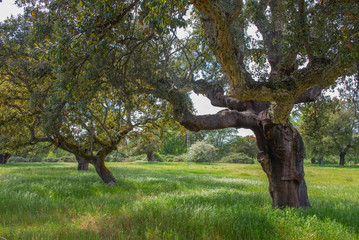 Spring in Monfrague national park, Spain with cork oak tree