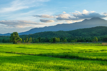 Fototapeta na wymiar Green rice field with mountains at time sunset.