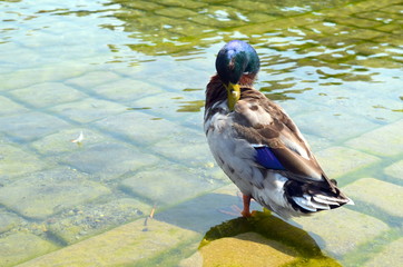 Obraz premium Erpel am Seeufer