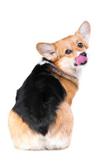 Welsh corgi pembroke in studio isolated on white background