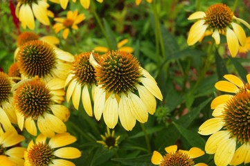 Happy Coneflowers