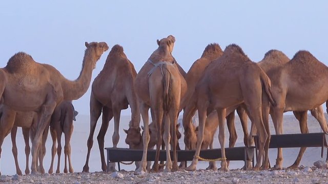 Group of camels feeding from troughs at the end of the day